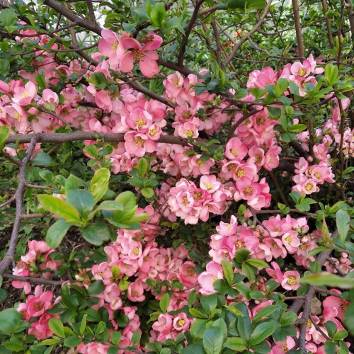 Chaenomeles superba 'Pink Lady' - Kaunis ebaküdoonia 'Pink Lady' C1/1L